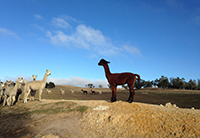 alpacas