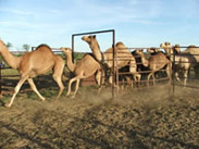 Camels