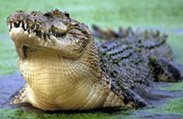 Crocodile